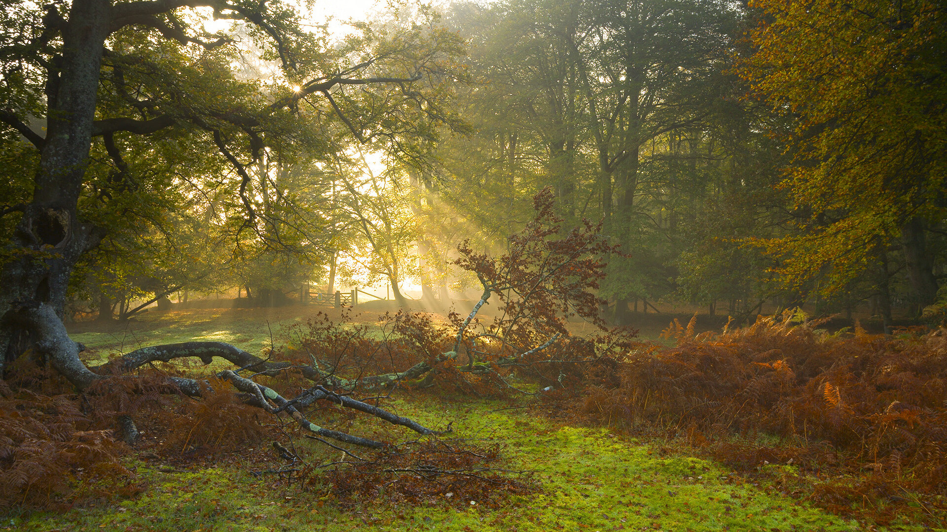 爱游戏中国官方网站平台-_湖人队奋力拼搏，迎来关键胜利_，了解湖人队