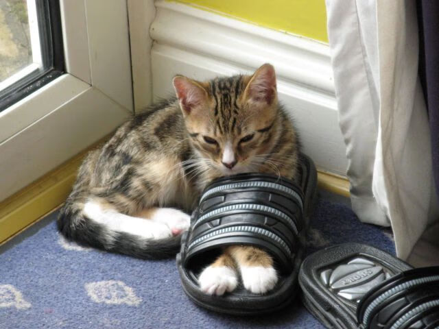 爱游戏app下载-“中国女足签约国内外赞助商，助推体育产业发展”，中国女足代言