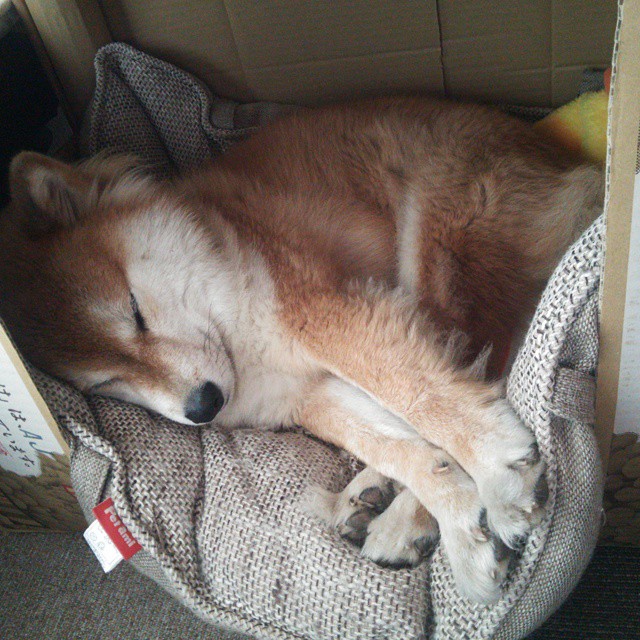 爱游戏在线登录入口-“神级”守门员：他们在欧冠中扮演的关键角色，欧洲足球守门员