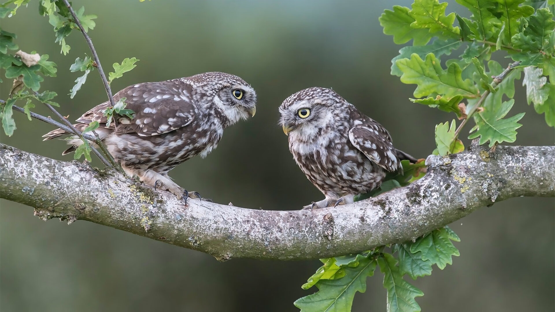 巨头布局:科技、内容、硬件全方位拥抱电竞新时代,电竞企业龙头