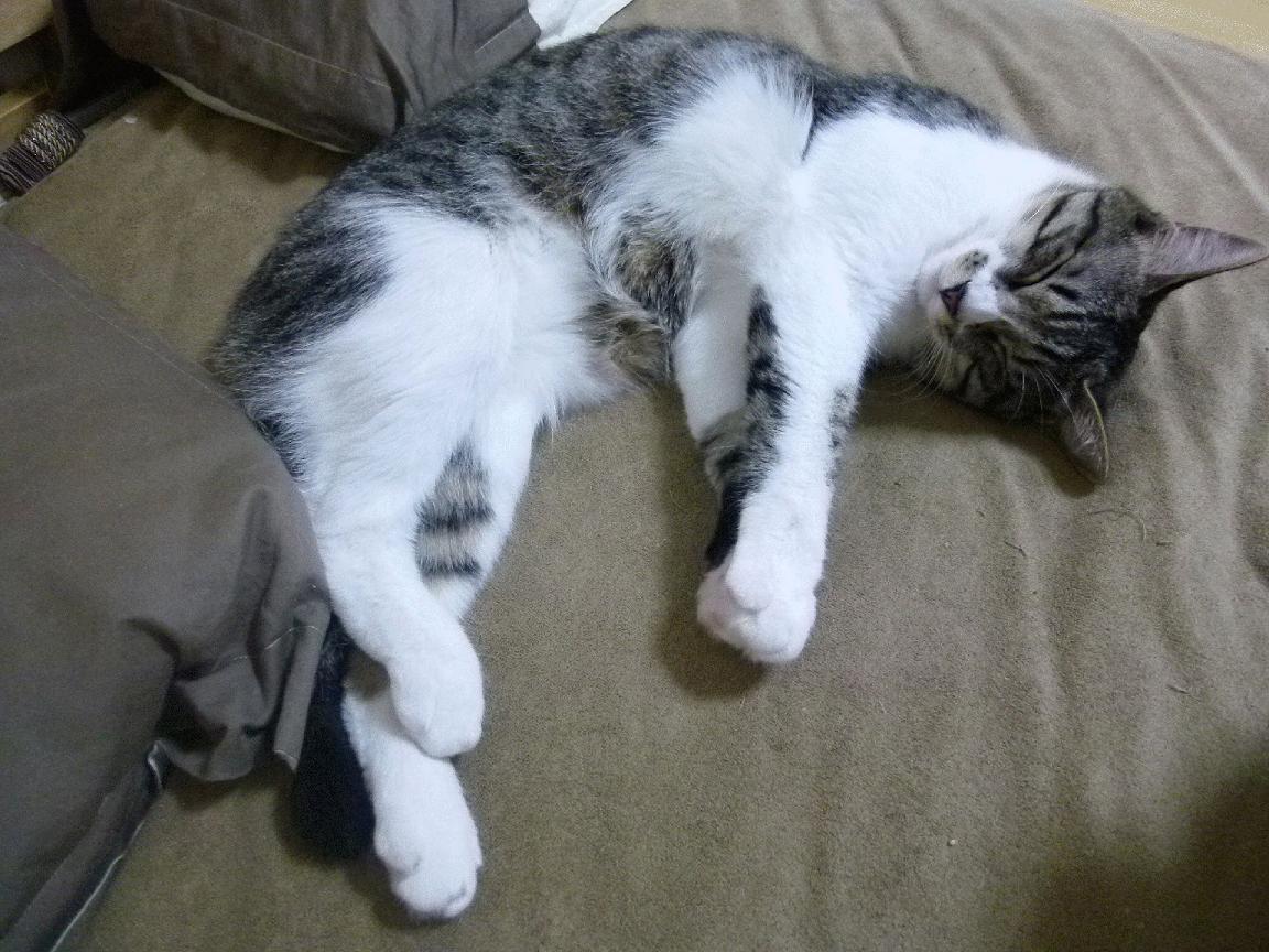 AYX SPORTS-重大事故回放：赛场上的惊险瞬间与安全反应，重大事故视频集锦