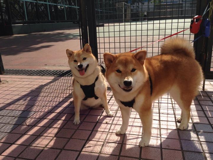 爱游戏登录入口-香肠派对“荒野求生”团队合作赛火热进行，香肠派对超新星荒原