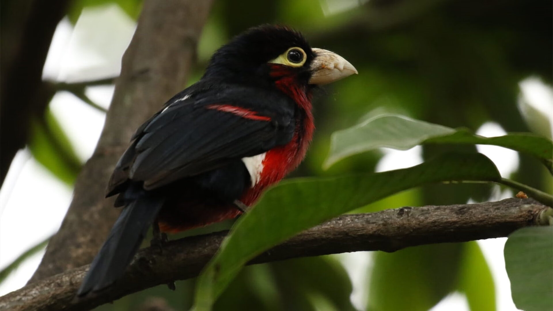 爱游戏 电竞-夏洛特队在近期比赛中战胜对手，展现出巨大潜力，夏洛特的比赛