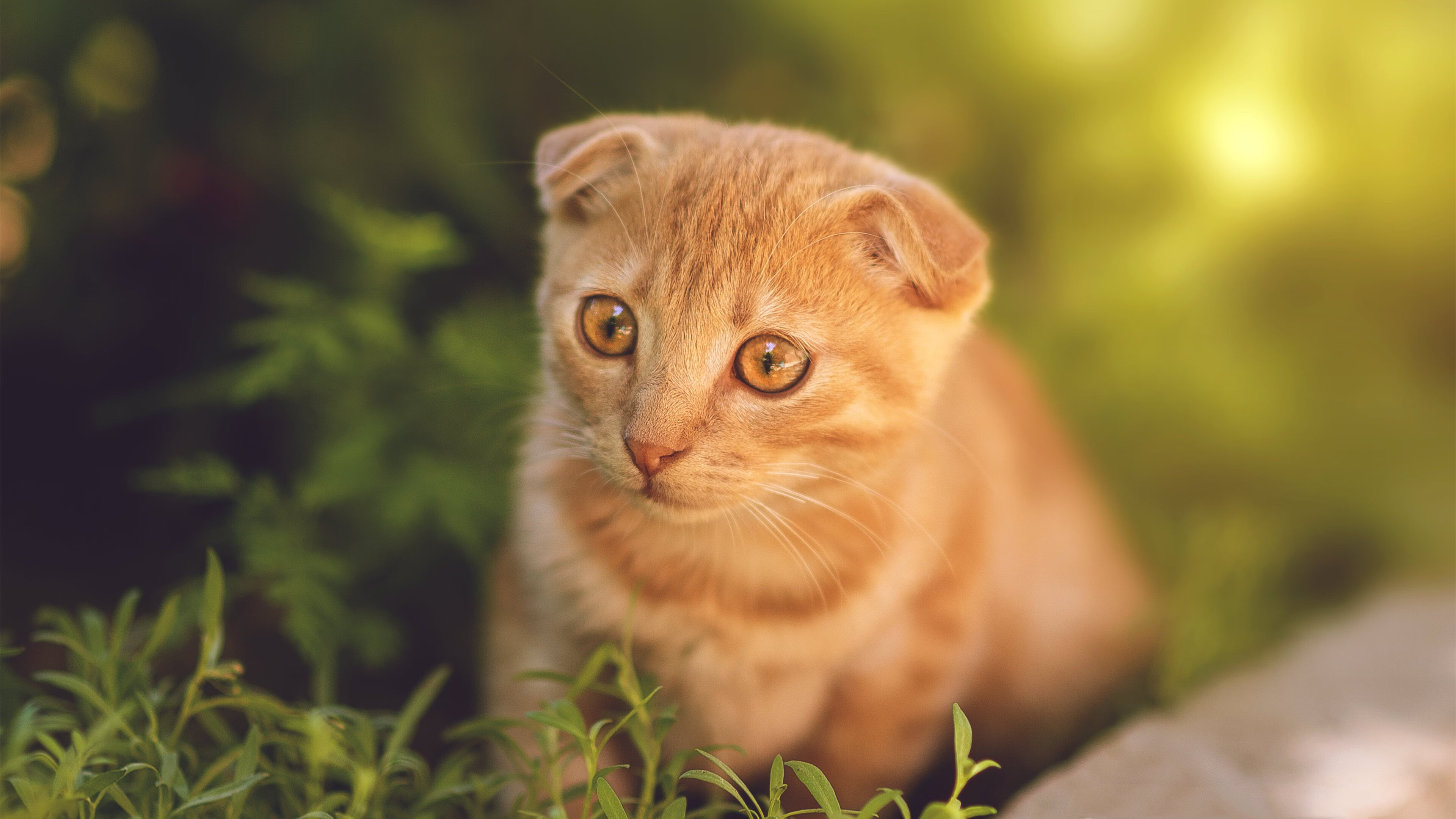 爱游戏app下载-江苏龙球队战术执行细节不断优化，江苏足球龙洋