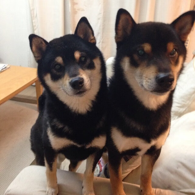 电竞战队品牌建设案例,电竞战队品牌建设案例分析