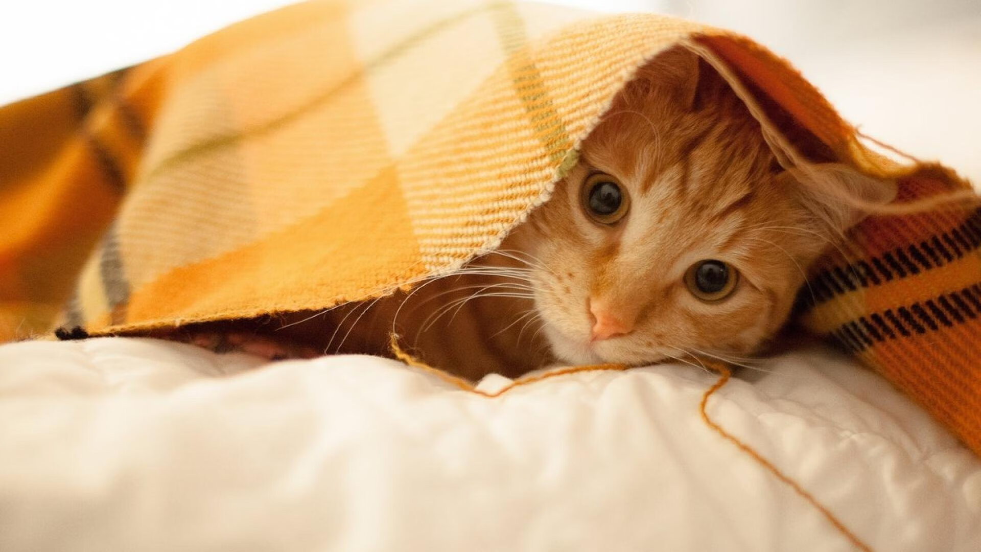 中国篮球教练员战术分析技术开发与应用,篮球教练技能展示