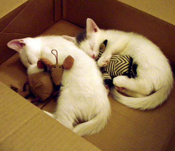 爱游戏体育平台-国足迎战东亚杯 激烈对抗再燃希望，东亚杯国足大名单