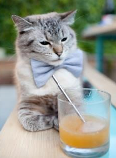 澳大利亚队团队赛制解析:如何通过赛制优化打造冠军队伍,澳大利亚队在这个项目当中拿到铜牌