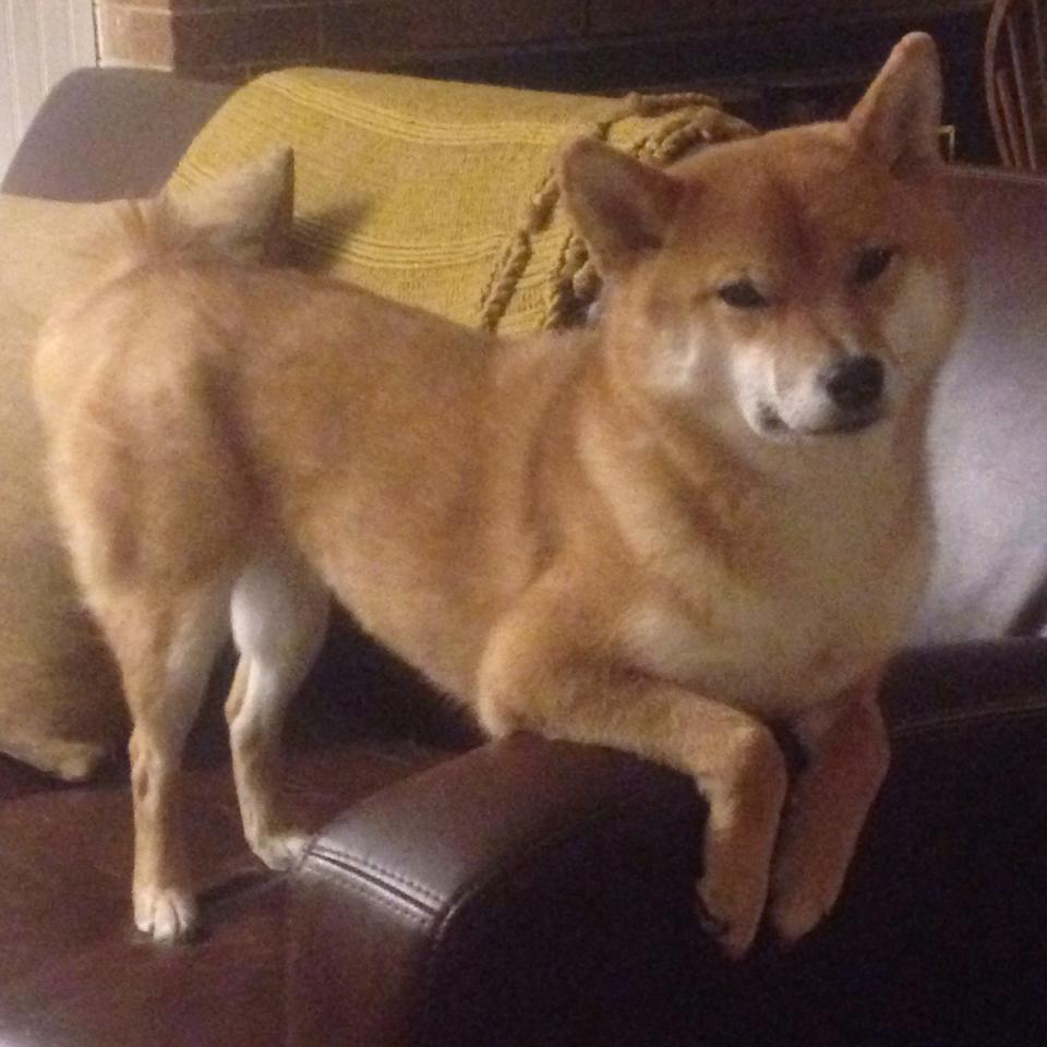 瑞典团队战术:如何打破对方的防守阵型,瑞典打法