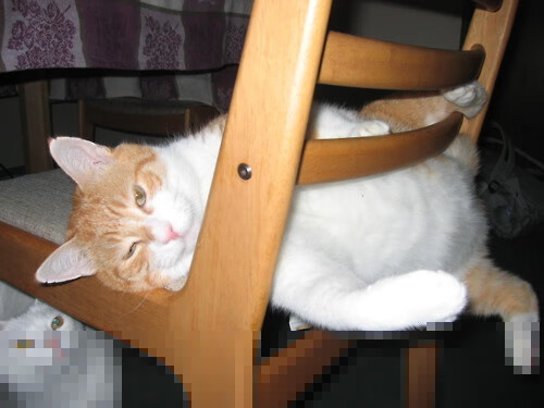 AIYOUXI.COM-意大利组合决赛精彩瞬间成为焦点，意大利队集锦